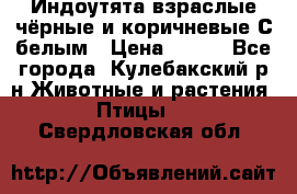 Индоутята взраслые чёрные и коричневые С белым › Цена ­ 450 - Все города, Кулебакский р-н Животные и растения » Птицы   . Свердловская обл.